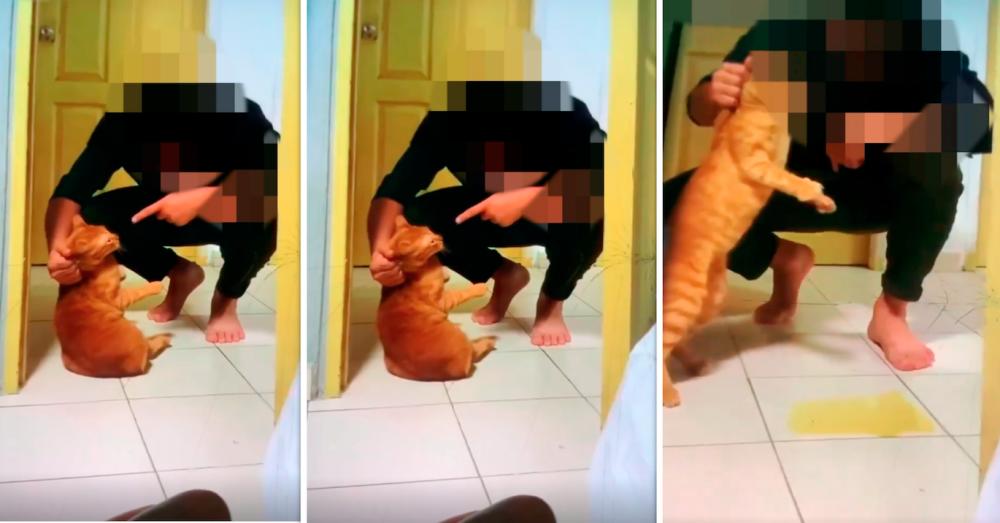 Pet cat physically abused until it urinated, Singapore SPCA investigating
