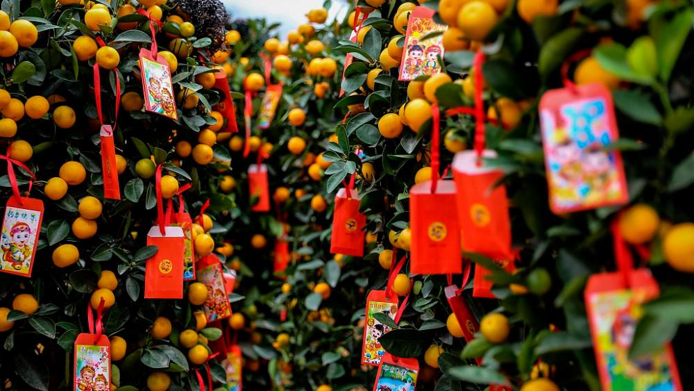 $!Kumquat Trees- CGTN