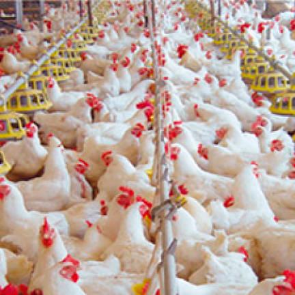 Based on the national food production rate, the country can produce 90% of poultry, eggs and fish required.