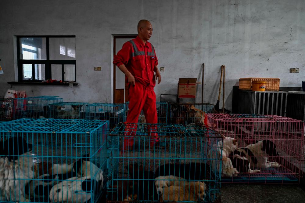 This picture taken on May 26, 2021 shows Buddhist monk Zhi Xiang standing at a shelter where rescued dogs are taken in Shanghai. Zhi is a Buddhist monk who has already rescued some 8,000 dogs, and will give these animals a new life either at his ancient monastery or at a shelter he runs in Shanghai. – AFP