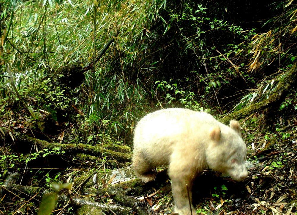 This handout photograph taken on April 20, 2019 and released by the Wolong National Nature Reserve on May 26, 2019 shows a rare all-white giant panda in the Wolong National Nature Reserve in Wenchuan County, southwest China's Sichuan province. — AFP