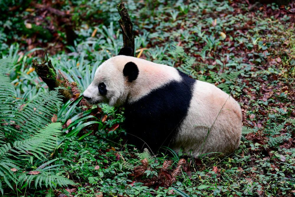 US-born giant panda Bei Bei is pictured in its enclosure at the Bifengxia base of the China Conservation and Research Centre of the Giant Panda in Yaan, China's southwestern Sichuan province, on Nov 21. — AFP