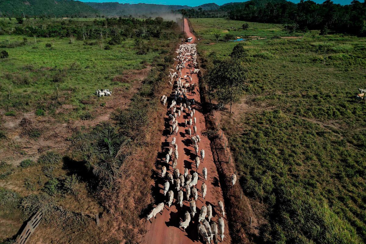 A herd of cattle is seen on a road in Sao Felix do Xingu, Para state, Brazil, on June 20, 2025. In 2024, forest fires ravaged nearly 18 million hectares of the Brazilian Amazon, driven by an unprecedented drought linked to climate change. Deforestation — which President Luiz Inácio Lula da Silva has pledged to eradicate by 2030 — rose by 4% in the 12 months to July, reversing a 30% decline recorded the previous year. - AFP