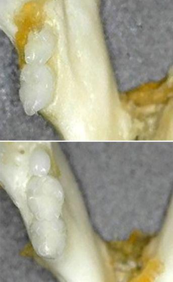 This combination of undated handout images received by AFP on November 5, 2024 by the Medical Research Institute Kitano Hospital in Osaka shows before (top) and after images of the regrowth of a tooth (top L) in a mouse. - AFPPIX