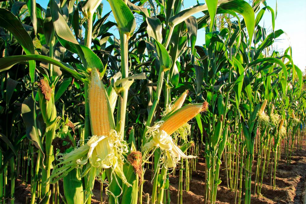 From pen to hoe, lawyer turns to farming after MCO forced his business to close