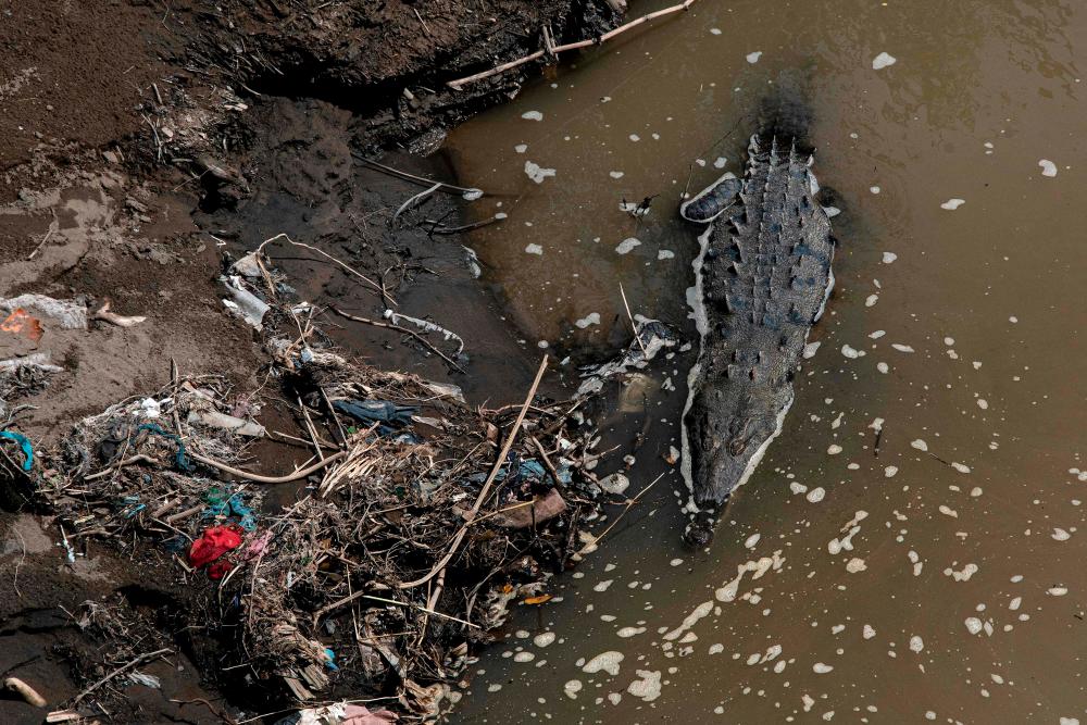 A crocodile swims next to garbage in the Tarcoles River - the most polluted river in Central America- 97 km southwest of San Jose, Costa Rica, on November 21, 2022. AFPPIX