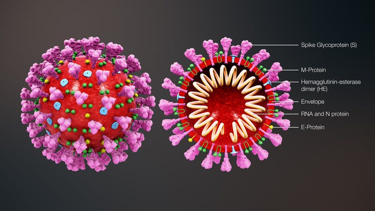 3D medical animation still shot showing the structure of a coronavirus. wikipedia, CC BY-SA