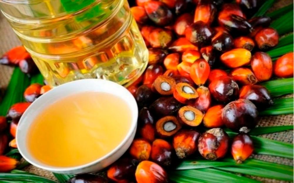 Crude palm oil’s price in January was influenced by lukewarm demand from major importing countries and price competition from sunflower and rapeseed oil. – Bernamapic