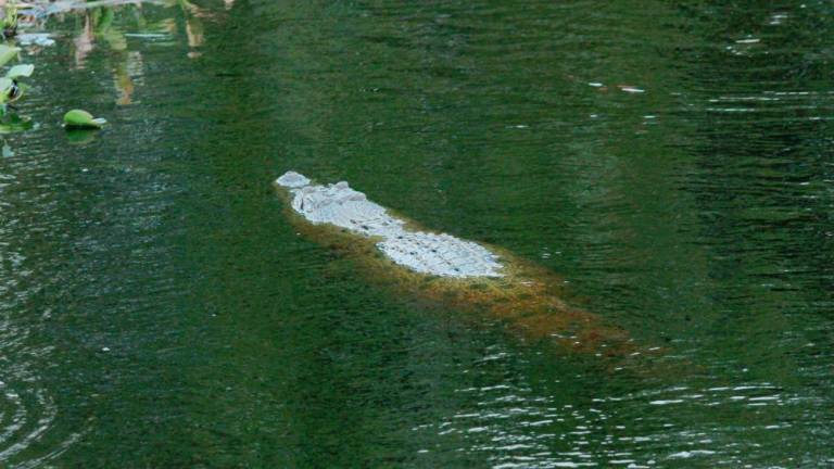 Fishermen retrieve remains of man partly devoured by crocodile