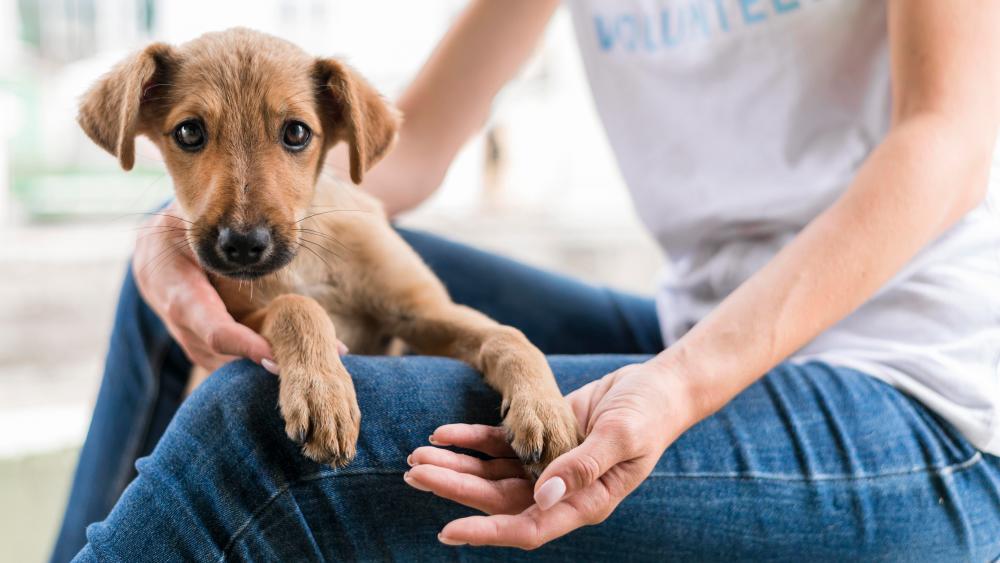 Pets experience stress and behavioural issues due to changes or past traumas. - 123RF