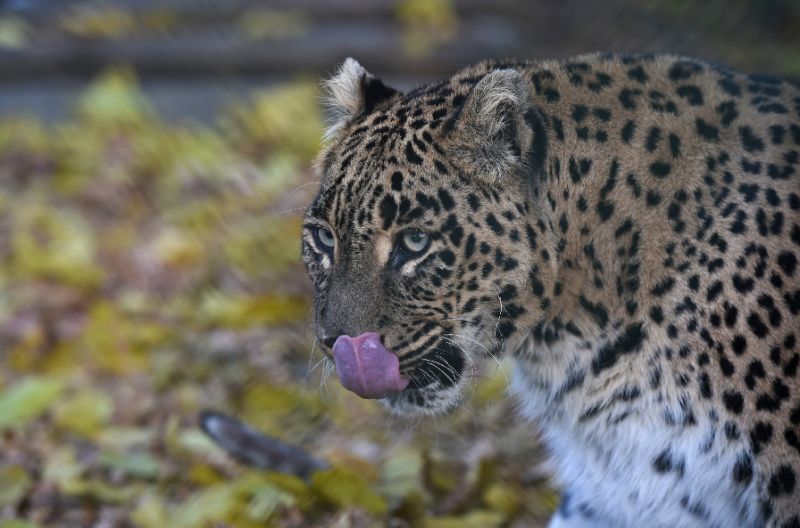 Official estimates suggest there are between 12,000 and 14,000 leopards in India. — AFP