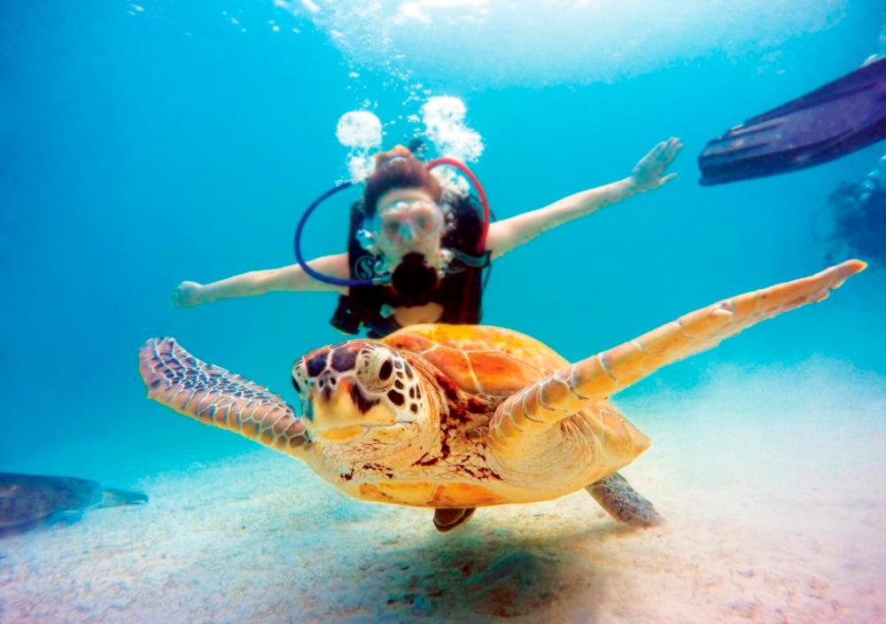 Take a swim with Jojo, the resort’s resident celebrity turtle $!Take a swim with Jojo, the resort’s resident celebrity turtle
