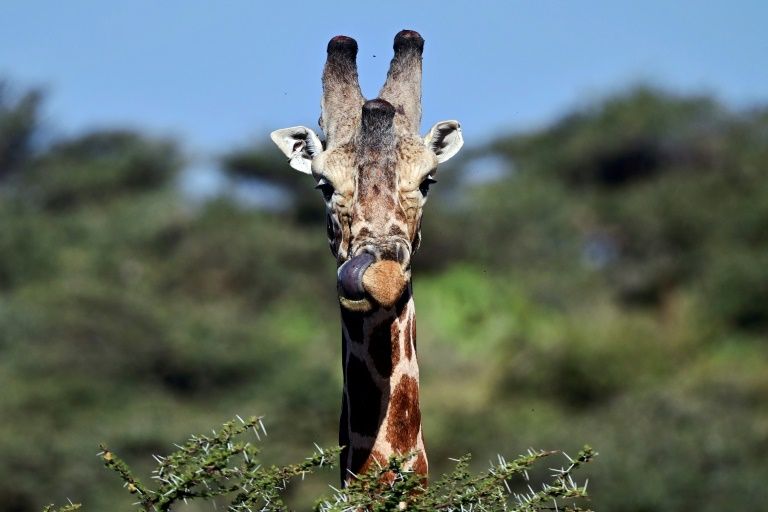 Giraffe numbers across the continent fell 40 percent between 1985 and 2015, to just under 100,000 animals. — AFP