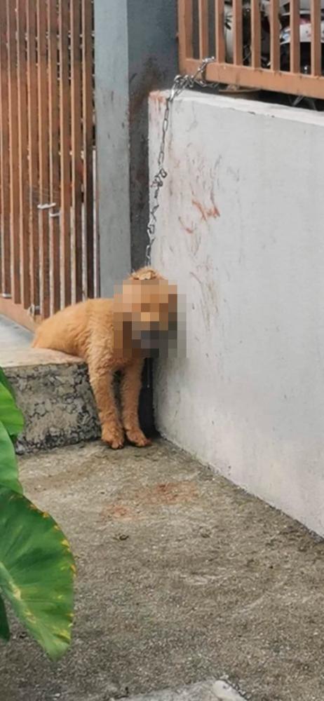 Animal lovers outraged by death of chained-up dog in Kuala Langat