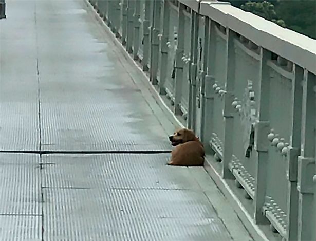 $!Loyal dog waits at bridge for days after owner took their own life