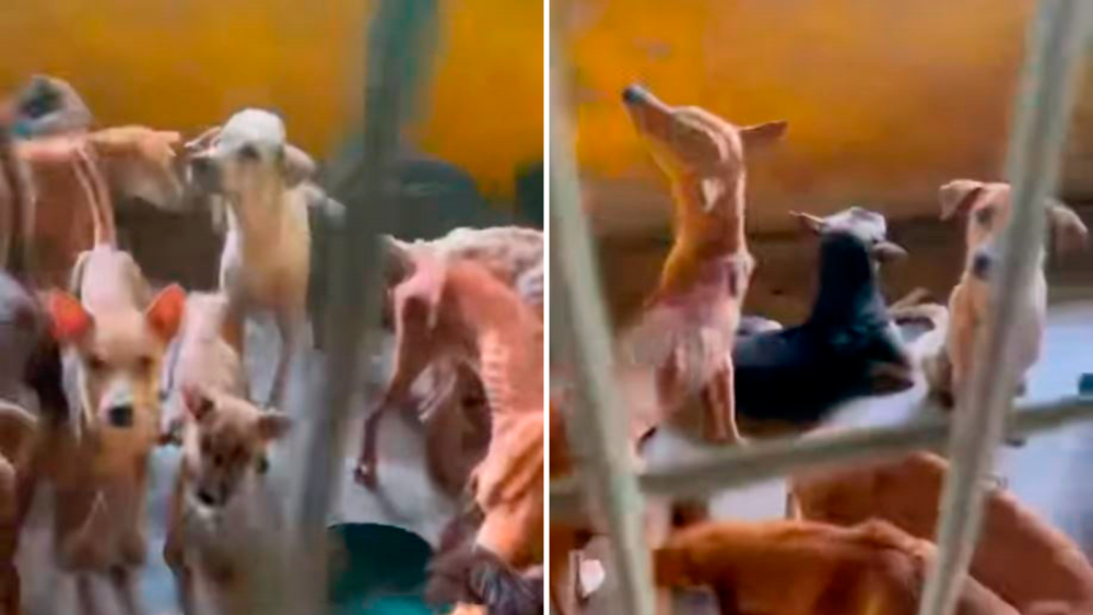 Screen grab viral video of abandoned dogs being neglected at a dog shelter in Selangor.