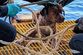 A dog found swimming more than 200km from shore by workers on an oil rig crew in the gulf of Thailand has been returned safely to land.