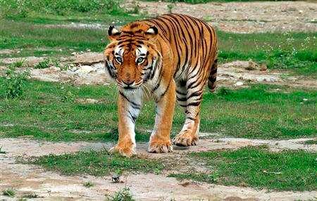 An Indian Royal Bengal tiger. REUTERSPIX