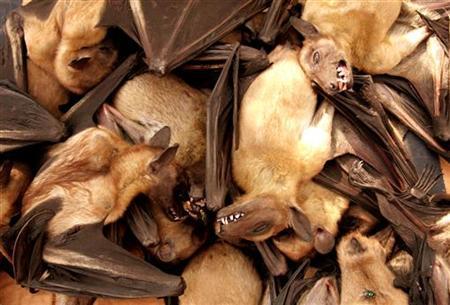 Don’t blame bats for the Covid-19 pandemic