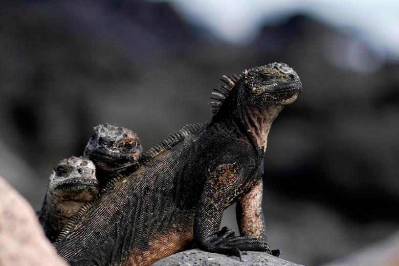Marine iguanas are seen on Santa Cruz Island after Ecuador announced the expansion of a marine reserve that will encompass around 76,448 square miles (198,000 square kilometers), in the Galapagos Islands, Ecuador January 16, 2022. REUTERSPIX