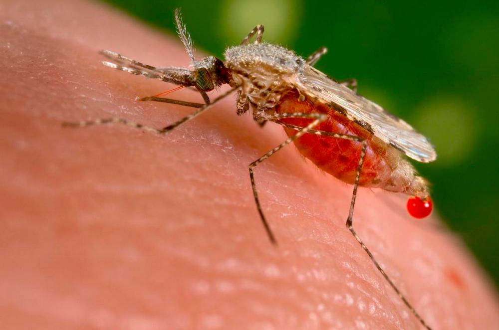 Can mosquitoes spread Covid-19