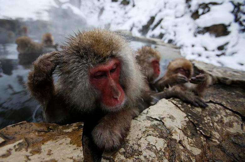 Japanese Macaques gather to soak in a hot spring at a snow-covered valley in Yamanouchi town, central Japan. REUTERSPIX