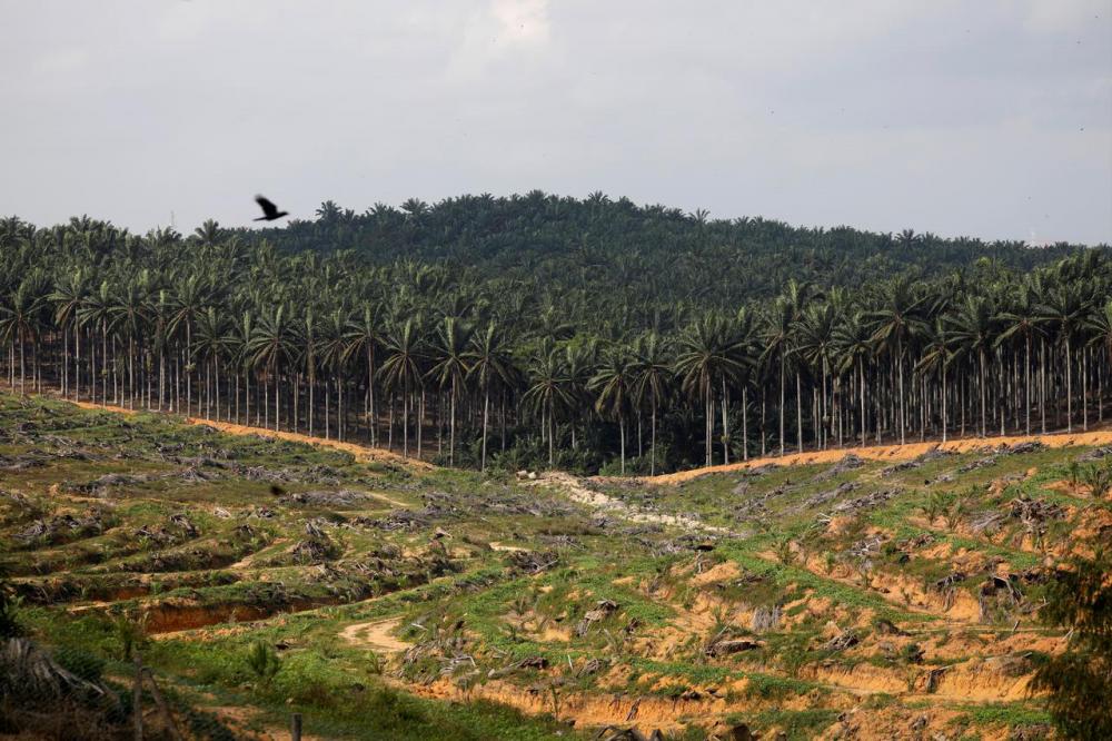 Tawau oil palm co-ops running out of time to get MSPO certification