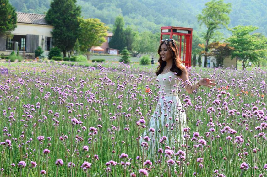 Instagram-worthy Hani Lavender Farm. – PIC COURTESY OF GANGWON STATE $!Instagram-worthy Hani Lavender Farm. – PIC COURTESY OF GANGWON STATE