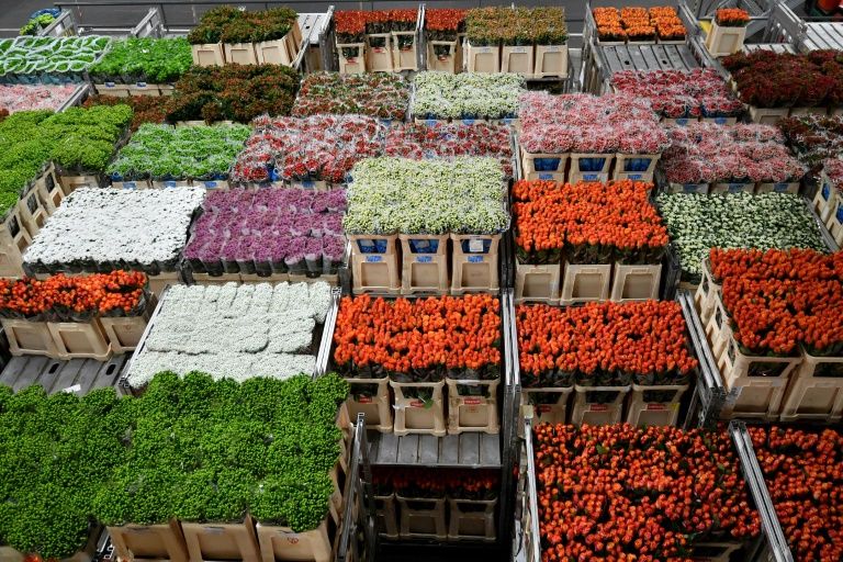 The world’s biggest flower market in the Netherlands handles more than 22,000 flower varieties. — AFP
