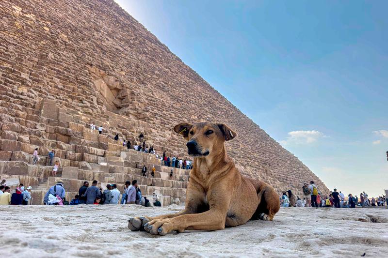 A stray dog sits in front of the Great Pyramid of Khoufou (Cheops or Keops), at the Giza Plateau, on the outskirts of Cairo - AFPpix