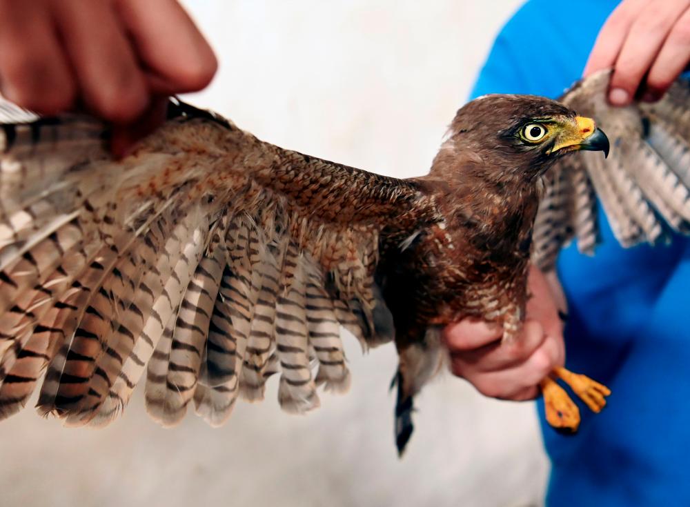 Veterinarians hold a roadside hawk (Rupornis magnirostris) after undergoing a feather transplant on its wings, at the veterinary clinic of the Ministry of the Environment, in San Salvador, on Sept 11, 2020. — AFP