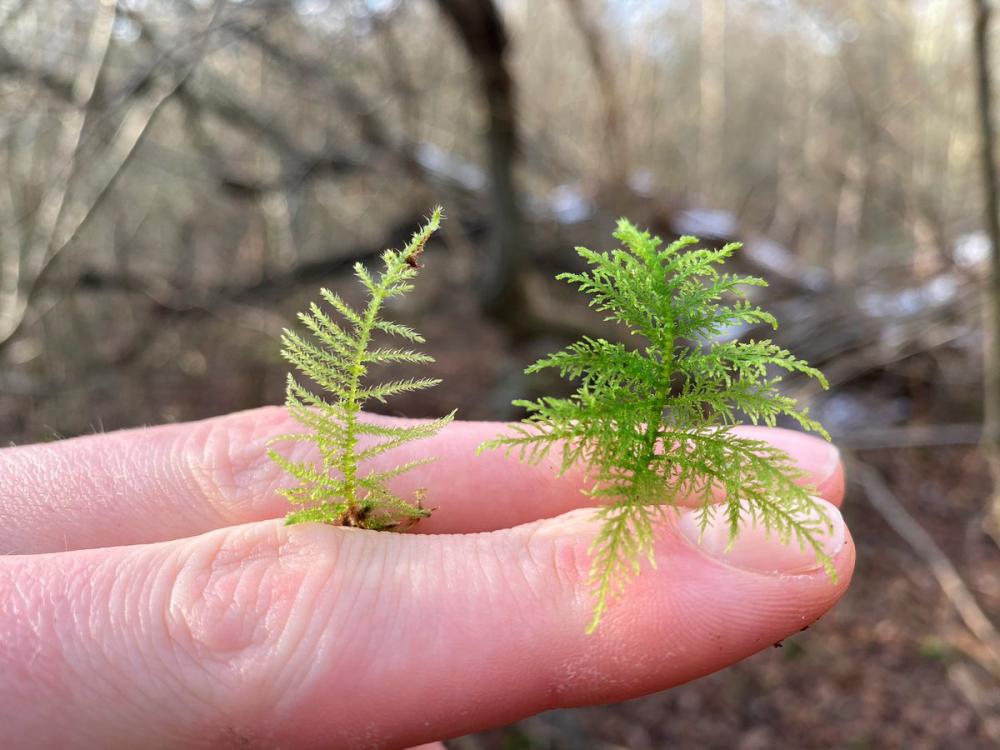 $!The Common Tamarisk Moss looks like a little Christmas tree. – INSTAGRAM/@LEIFBERSWEDEN