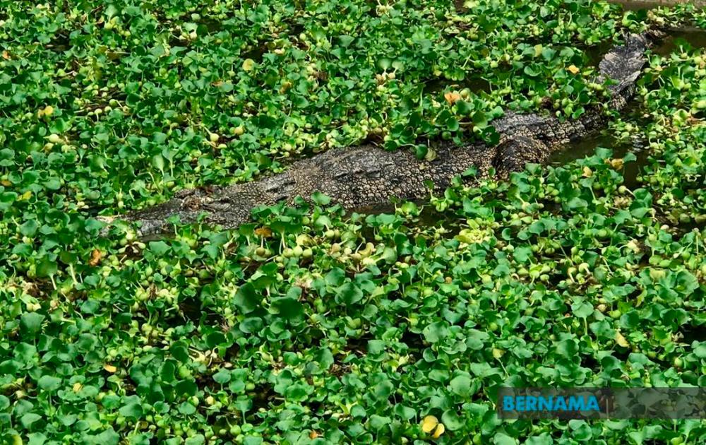 Perhilitan: Beware of crocodiles in Sungai Lalang, Sungai Petani