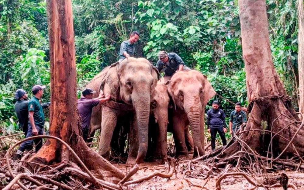 Perhilitan captures five female elephants roaming around Kampung Kuala Tiga