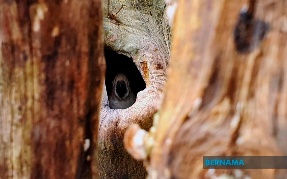Breeding of black panthers at Melaka Zoo given boost thanks to MCO-induced ‘tranquility’