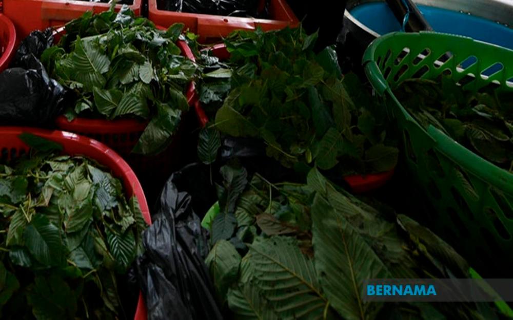 Lorry driver promised RM6,000 to smuggle ketum leaves