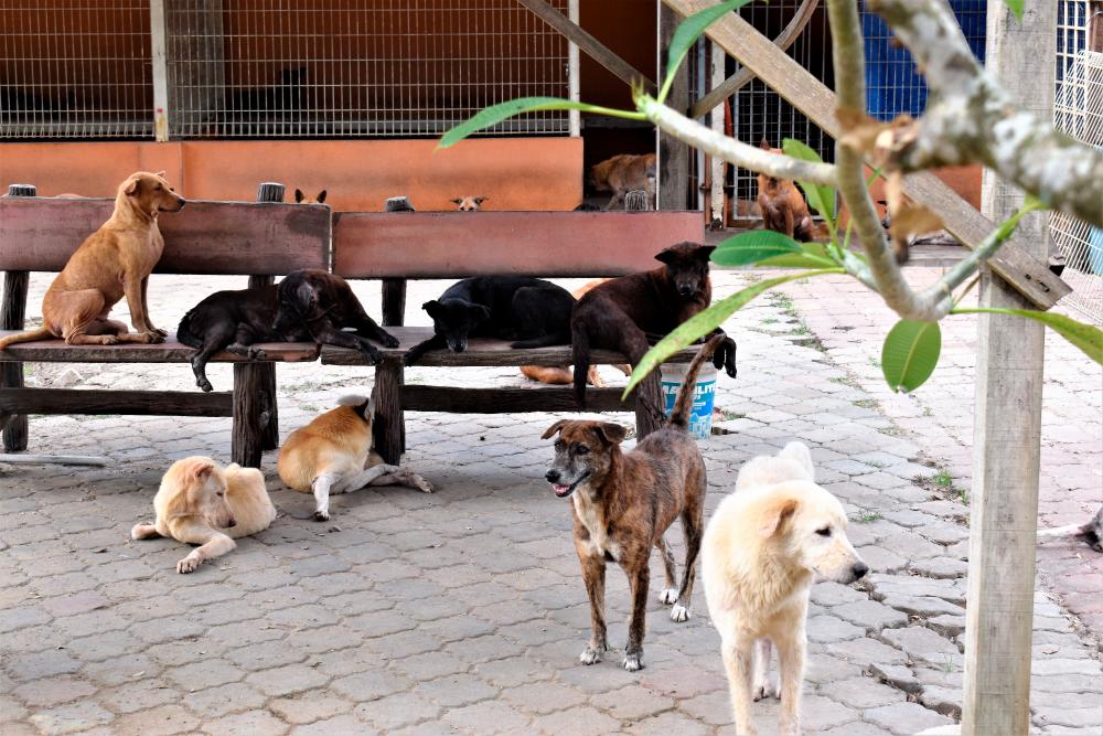 Here’s how a Malaysian animal shelter is overcoming shortage of funds