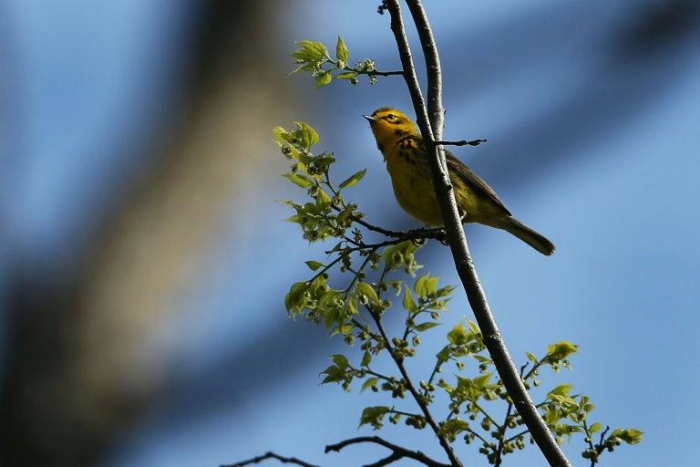 A Prairie Warbler spotted at Prospect Park in the Brooklyn borough of New York City in 2014. — AFP