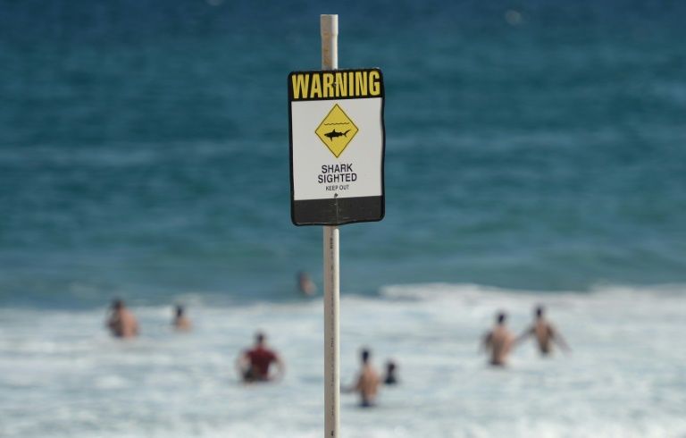 Many experts point to the increased number of people going into the water as a reason for any increase in attacks. — AFP
