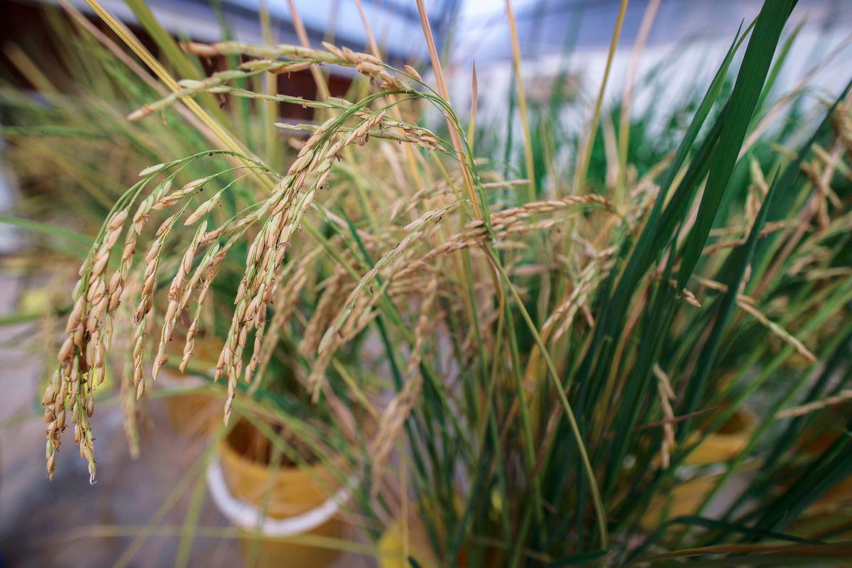 Pokok padi yang ditanam di rumah hijau di Institut Penyelidikan dan Kemajuan Pertanian Malaysia (MARDI) yang berjaya menyekang penyakit hawar dengan mengguna teknologi CRISPR-CS9. - BERNAMA