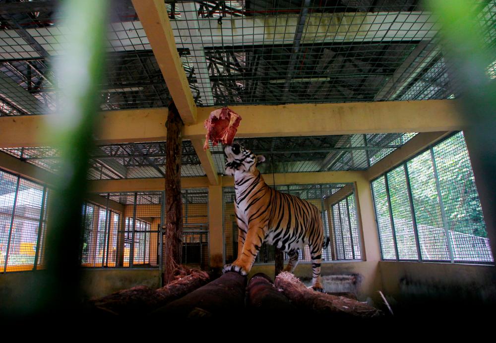 SUNGKAI, August 1 -- A male tiger named Sungkai was fed meat during a Bernama survey at the National Wildlife Rescue Center (NWRC) recently. BERNAMAPIX