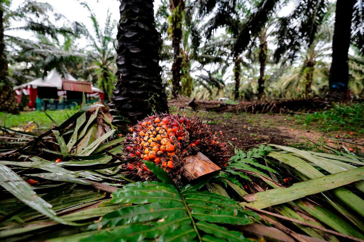 Gambar Hiasan Sahaja: BERNAMA