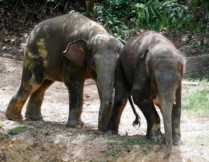 Two Borneo elephants being trained at the Temporary Elephant Training and Treatment Center in Sandakan, Sabah - BERNAMApix