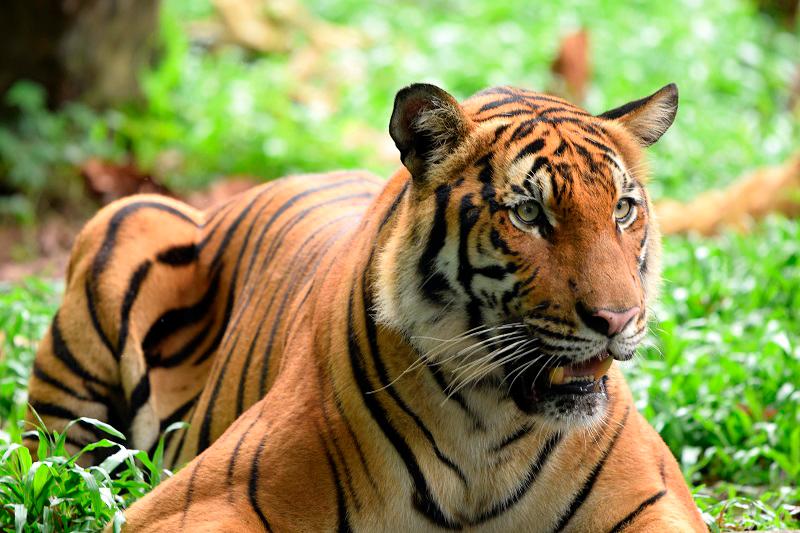 Hon said the Malayan tiger is critically endangered, with fewer than 150 animals left in the wild. - Pix courtesy of WWF