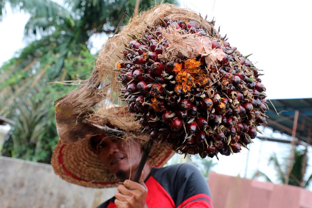 A worker holds up a palm oil fruit bunch at a factory in Tanjung Karang. Picture for representational purposes only. – REUTERSPIX