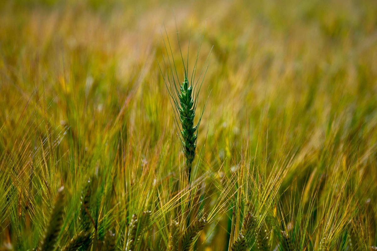 (FILES) A spike of wheat sticks out in a plantation at a farm in Saladillo, Buenos Aires Province, Argentina, on November 9, 2023. Argentina’s government said on September 22, 2025, it will suspend taxes on grain exports as it seeks to woo farmers and revive the economy ahead of legislative elections. (Photo by Luis ROBAYO / AFP)