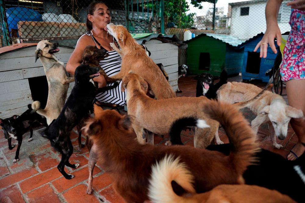 (FILES) Cuba’s Council of State on April 10, 2021 published a long-awaited decree law on animal welfare, the first in the country’s history, with fines for abusers but allowing cockfighting and religious slaughter. - AFP