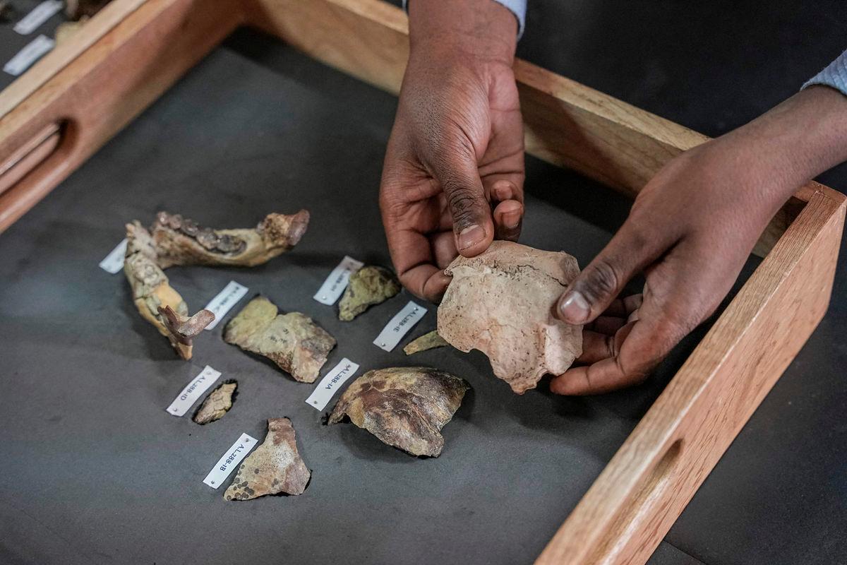 (FILES) Sahleselasie Melaku, 31, Head of the Department and Research Associate of the Paleontology and Paleoanthropology collections, examines bone fragments of the fossil skeleton of ‘Lucy’ at the National Museum of Ethiopia in Addis Ababa, on November 19, 2024. The 3.18-million-year-old bone fragments of human ancestor Lucy, which rarely leave Ethiopia, are going on the first-ever display in Europe at the Czech National Museum in Prague on Monday. (Photo by Amanuel Sileshi / AFP)