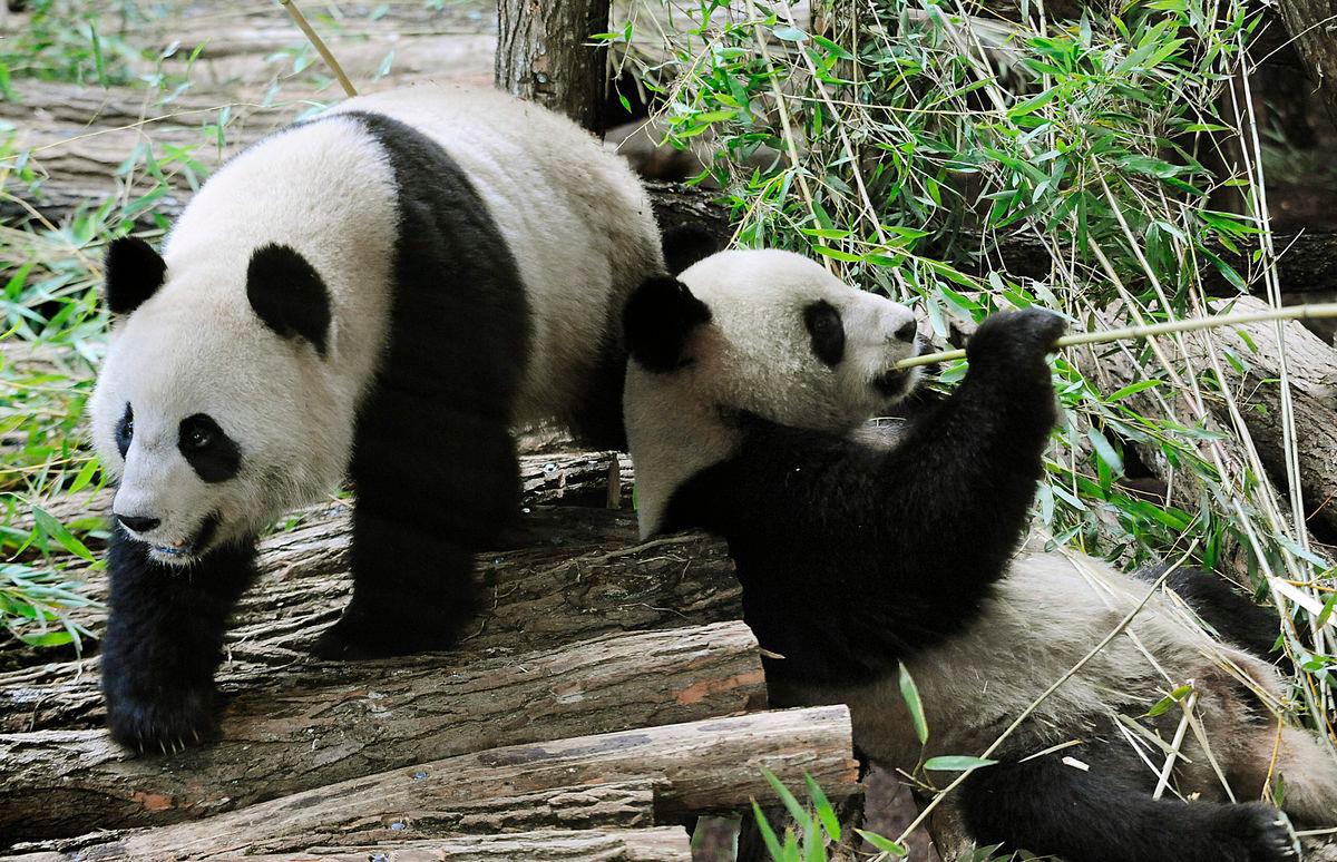 (FILES) Huan Huan (”happy”) and Yuan Zi (”chubby”), two chinese pandas are seen in their enclosure at Beauval zoo in Saint-Aignan central-western France, on January 17, 2012. (Photo by Alain JOCARD / AFP)