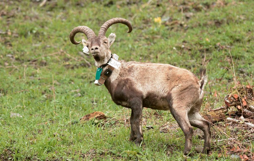 $!(FILES) In this file photo taken on April 11, 2019, a seven-year-old male, with tags and identification collar, is pictured during the release of seven ibexes from the Guadarrama Park in Spain, in the Pyrenees National Park near Accous, in the Aspe Valley in the French Pyrenees, southern France. With a new generation of 70 goats identified in 2020, Ibex, which had disappeared since the beginning of the 20th century in the French Pyrenees mountains, make a comeback as a result of a long-term Franco-Spanish project. / AFP / IROZ GAIZKA